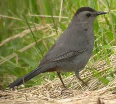 Black And White Birds In Pa Pennsylvania Cat Bird Bird Identification Question Jackdaws Catbird Bird Sightings Bird