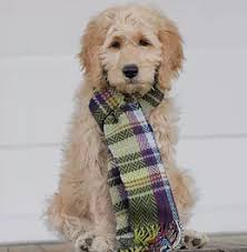 The goldendoodle is bred to be a family dog. Goldendoodle Puppies For Sale Burlington Doodles Of Nc