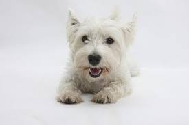 Mark Taylor Dogs & Puppies Wall Art: Prints, Paintings & Posters