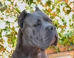 Cane Corso Italiano Puppies for Sale - PuppyFind
