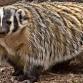 Animal Spotlight Hour: Badgers event image