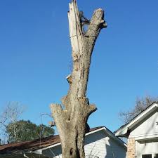 At katy tree service we love our trees! Js Tree Service 4 Photos Landscape Company 3032 High Plains Dr Katy Tx 77449