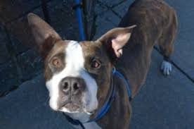 Meet the most adorable bunch of pitbull pups you may have ever seen! Rescue Ridge Adoption New Jersey