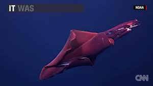 The bizarre squid was caught on camera in the gulf of mexico. Giant Sea Creature Caught On Tape Dailymotion Video