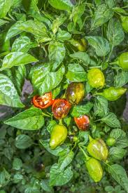 Image result for Capsicum baccatum
