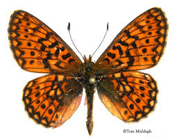 Image result for Gutenbergia eylesii