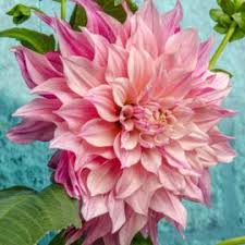 What ate the leaves on my beans zucchini dahlias. Dahlia Labyrinth Grootbloemig Ilovedahlia Nl Dahlia S Roze Bloemen Dahlia