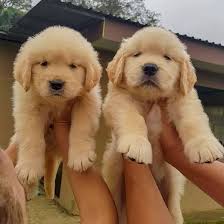 The golden retriever is a breed of dog originating in scotland. Golden Retriever Puppies For Sale Near Me Home Facebook