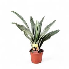 Image result for Sansevieria metallica