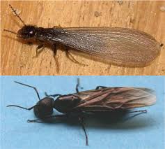 They build nests inside wood consisting of galleries chewed out with their mandibles, preferably in dead, damp wood. Carpenter Ants Unh Extension