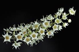 Image result for Terminalia phanerophlebia