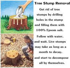 Do you have a few months to wait for the less potent. How To Rot A Tree Stump Fast Arxiusarquitectura
