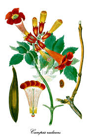 Image result for Bignoniaceae