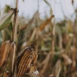 Archer's Fall Festival | Haunted Corn Maze
