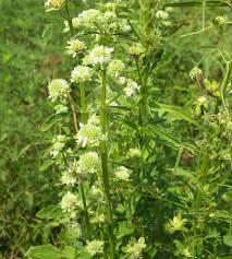 Image result for Hyptis lanceolata