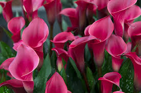Image result for Zantedeschia