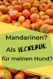 Durfen Hunde Mandarinen Essen Auch Satsuma Clementine Und Tangerine Dogco De Hunde Ernahrung Hunde Mandarinen