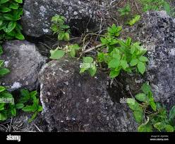 Image result for Neonotonia