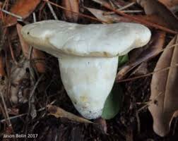 Image result for Suillus wasatchicus