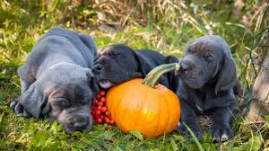 Petland monroeville, pa has great dane puppies for sale! Great Dane Puppies For Sale Greenfield Puppies