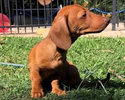 Bee And Wasp Testing For Your Dog — Animal Dermatology Clinic