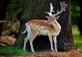 Beautiful Animal Pictures Wallpaper Beautiful Animals Wallpapers Animals Beautiful Animals Images Most Beautiful Animals