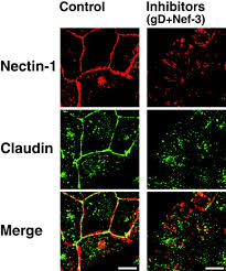 Papa moll auf der alp. Role Of Nectin In Organization Of Tight Junctions In Epithelial Cells Fukuhara 2002 Genes To Cells Wiley Online Library