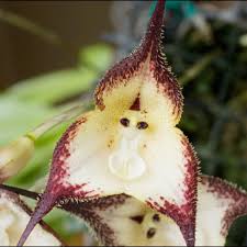 Monkey Face Orchid Seeds Dracula Simia ...