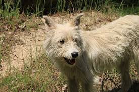 Kiara, excepto esta licencia, dispone del microchip, cartilla, seguro y está censada. Has Pensado En Ser Casa De Acogida Para Perros Www Doogweb Es