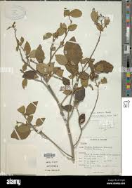 Image result for Cordia monoica