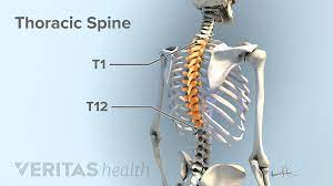 The spine may appear to. All About Upper Back Pain