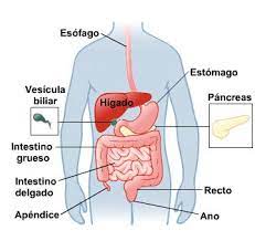 Sistema Digestivo Medlineplus En Espanol Digestive System Anatomy Digestive System Biology