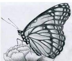 Resultado De Imagen De Dibujos A Lapiz Mariposas Dibujos A Lapiz Mariposas A Lapiz Dibujos