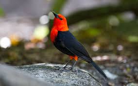 Black Bird With Orange Wings South Africa Scarlet Headed Blackbird S South American Wetlands