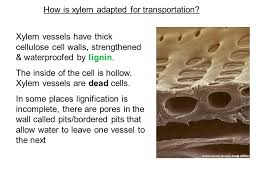 Maybe you would like to learn more about one of these? What Am I Diagram Adiagram B Diagram C Module 2 Exchange And Transport Transport In Plants Ppt Download