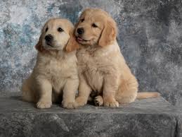 Too many puppies are trained not to bark. What Should I Do If My Dog Has Too Many Puppies Minews