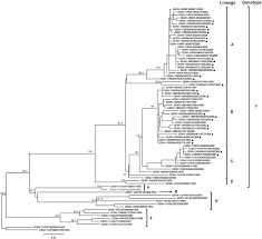 Galera os videos fodas só serao lansados la pra julho me desculpem por enqunto só isso. Phylogenetic Analysis Of Gene E Of Dengue Virus Serotype 1 Denv 1 Download Scientific Diagram