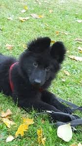 Schaferhunde Sind Echte Sportler Schaferhundwelpen Schwarzer Schaferhund Hunde