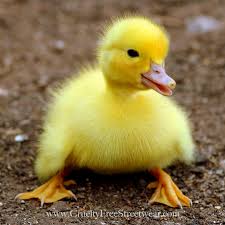 Black And Yellow Duckling Ducks Belong To The Family Anatidae Which Has 140 175 Different Types Of Birds Including Ducks Swans And Geese Baby Ducks Cute Animals Animals Beautiful