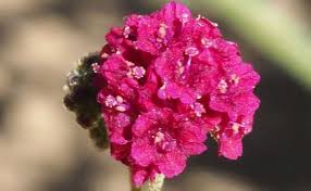 Image result for Boerhavia coccinea