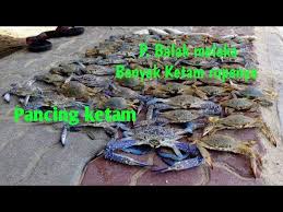 Musang pemakan ketam atau cerdocyon thous, juga dikenali sebagai musang hutan, berasal dari amerika selatan dan hidup di kawasan dataran rumput, hutan, subtropika, atau hutan pesisir. Pancing Ketam Pengkalan Balak Melaka 2020 Episode 13 Pancingketam Fishing Crab Kepiting Youtube