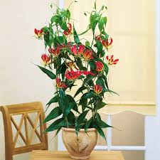 Image result for Gloriosa