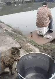 Download gif kucing lucu, gambar kucing lucu gif, gif animasi kucing lucu. Cat Catches Your Fish Kucing Himalaya Kucing Kucing Lucu