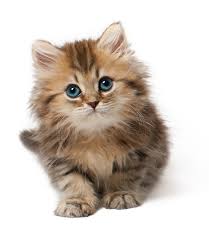 Funny Cat Download Free Clip Art With A Transparent Background On Hercules Cliparts 2019