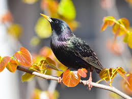 Temperament, diet, and care tips. Get Rid Of European Starlings Common Starlings Control