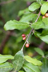 To make the jam, we first pick through the berries to remove any. Autumn Olive Guide Recipes Silverberry Autumnberry Elaeagnus Life S Little Sweets
