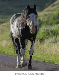 wild mustang circus mustang horse wild horses mustangs beautiful horses