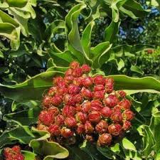 Image result for Galpinia transvaalica