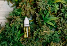 El uso terapéutico o medicinal de la marihuana es una práctica de carácter milenario. Https Www Emcdda Europa Eu System Files Publications 10171 20185584 Td0618186enn Pdf Pdf