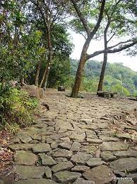 慢遊台北步道 金面山白臼樹石地坪 方珣的相簿 痞客邦pixnet plants tree sidewalk